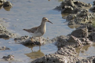 Gestreepte strandloper - pectoral sandpiper - Calidris melanotos