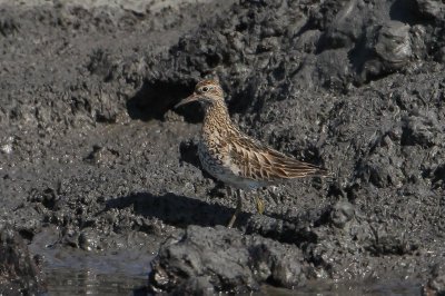 Siberische strandloper - sharp-tailed sandpiper - Calidris acuminata