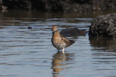Siberische strandloper - sharp-tailed sandpiper - Calidris acuminata