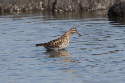 Siberische strandloper - sharp-tailed sandpiper - Calidris acuminata
