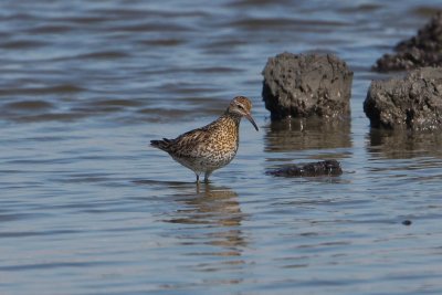 Siberische strandloper - sharp-tailed sandpiper - Calidris acuminata