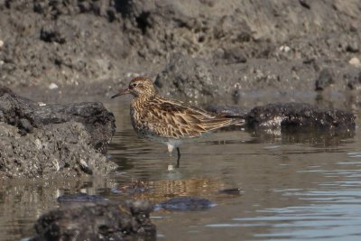 Siberische strandloper - sharp-tailed sandpiper - Calidris acuminata