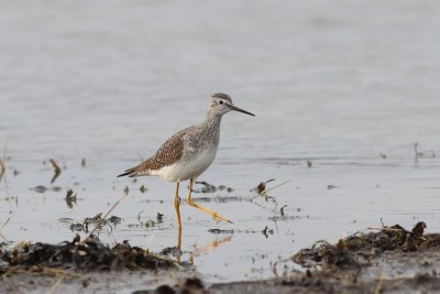 kleine geelpootruiter - Lesser Yellowlegs    - Tringa flavipes