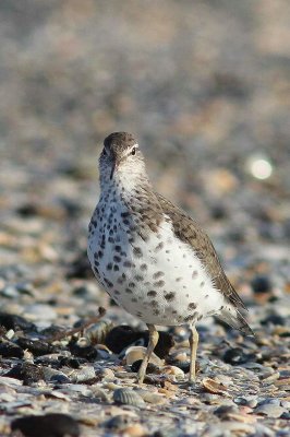 Amerikaanse oeverloper - spotted sandpiper  -  Actitis macularia