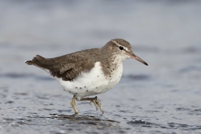 Amerikaanse oeverloper - spotted sandpiper  -  Actitis macularia