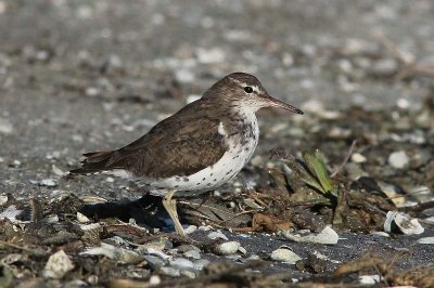 Amerikaanse oeverloper - spotted sandpiper  -  Actitis macularia