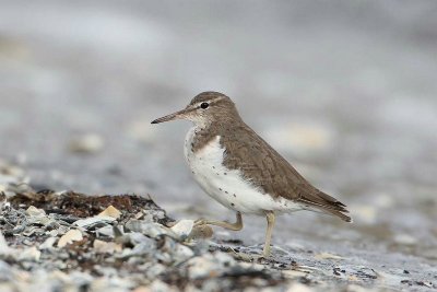 Amerikaanse oeverloper - spotted sandpiper  -  Actitis macularia