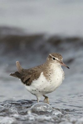 Amerikaanse oeverloper - spotted sandpiper  -  Actitis macularia