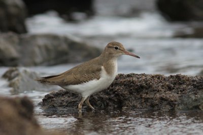 Amerikaanse oeverloper - spotted sandpiper  -  Actitis macularia