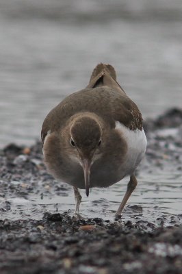 Amerikaanse oeverloper - spotted sandpiper  -  Actitis macularia