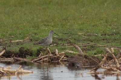 Steltstrandloper - stilt sandpiper - Calidris himantopus