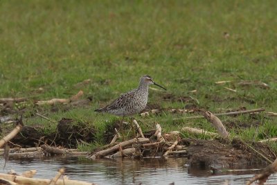 Steltstrandloper - stilt sandpiper - Calidris himantopus
