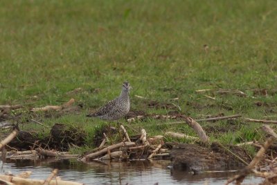 Steltstrandloper - stilt sandpiper - Calidris himantopus