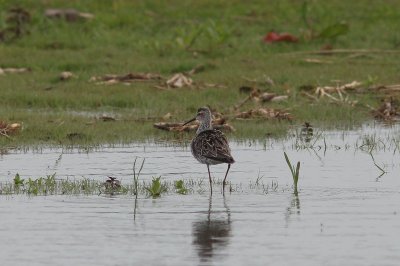 Steltstrandloper - stilt sandpiper - Calidris himantopus