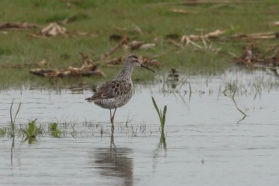Steltstrandloper - stilt sandpiper - Calidris himantopus