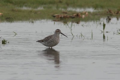 Steltstrandloper - stilt sandpiper - Calidris himantopus