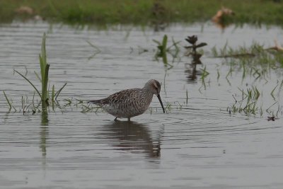 Steltstrandloper - stilt sandpiper - Calidris himantopus