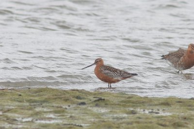 Rosse grutto - Bar-tailed godwit - Limosa lapponica