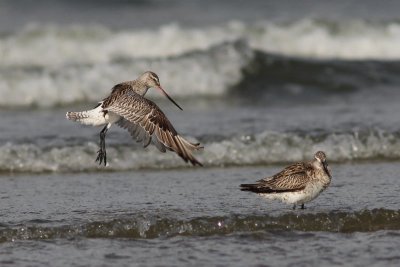 Rosse grutto - Bar-tailed godwit - Limosa lapponica