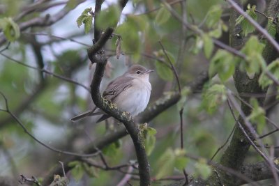 Tuinfluiter - Garden warbler - Sylvia borin