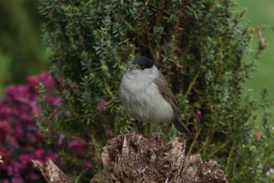 Zwartkop - Blackcap - Sylvia atricapilla
