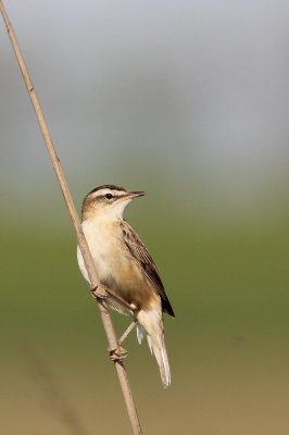 Rietzanger - Sedge warbler - Acrocephalus schoenbaenus