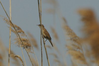 Snor - Savi's warbler - Locustella luscinioides