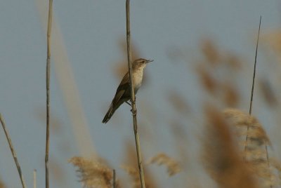 Snor - Savi's warbler - Locustella luscinioides