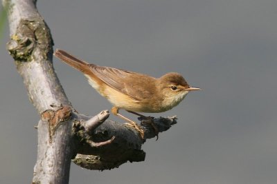 Kleine karkiet- Reed warbler - Acrocephalus scirpaceus
