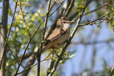 Grote karekiet - Great reed-warbler - Acrocephalus