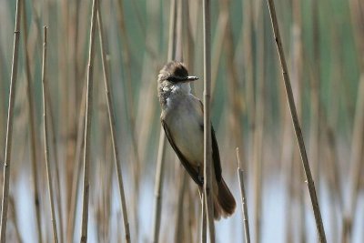 Grote karekiet,Great reed-warbler - Acrocephalus