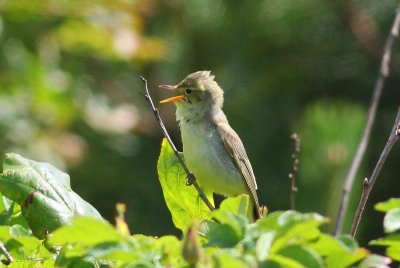 Spotvogel - Icterine warbler - Hippolais icterina