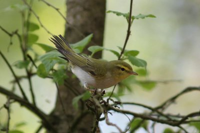 Fluiter - Wood warbler - Phylloscopus sibilatrix