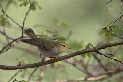 Fluiter - Wood warbler - Phylloscopus sibilatrix
