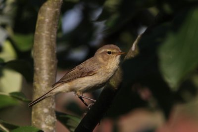 Tjiftjaf - Chiffchaff -  Phylloscopus collybita