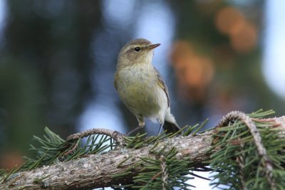 Tjiftjaf - Chiffchaff -  Phylloscopus collybita