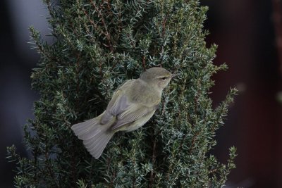 Tjiftjaf - Chiffchaff -  Phylloscopus collybita