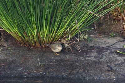 Bruine boszanger , dusky warbler - Phylloscopus fuscatus