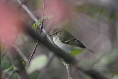 Bladkoning - yellow-browed warbler - Phylloscopus inornatus