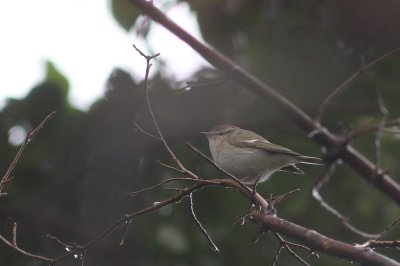 Humes bladkoning - Hume's leaf warbler - Phylloscopus humei
