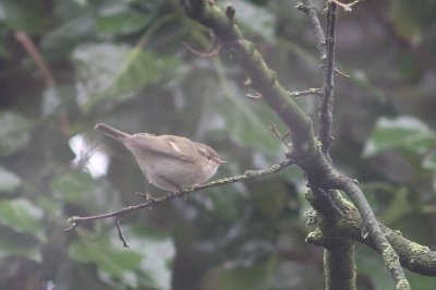 Humes bladkoning - Hume's leaf warbler - Phylloscopus humei