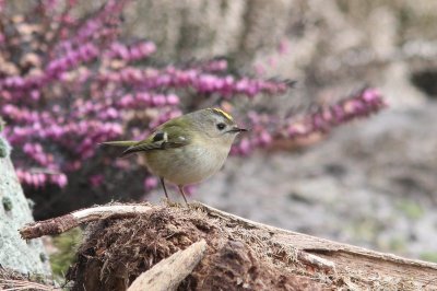 Goudhaantje - Goldcrest - Regulus regulus