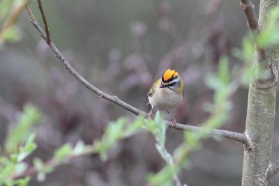Vuurgoudhaantje - Common Firecrest - Regulus ignicapilla
