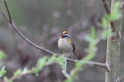 Vuurgoudhaantje - Common Firecrest - Regulus ignicapilla