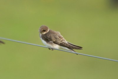 Oeverzwaluw - Sand martin - Riparia riparia