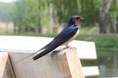 Boerenzwaluw - Swallow - Hirundo rustica