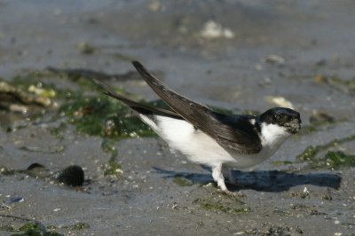 Huiszwaluw - House martin - Dilichon urbica