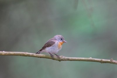 Kleine vliegenvanger - red-breasted flycatcher - Ficedula parva