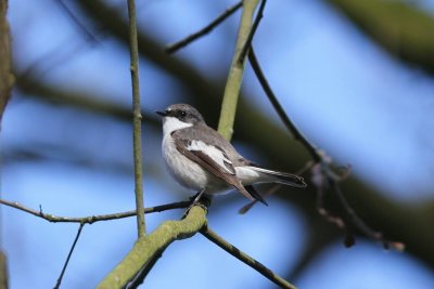 Bonte vliegenvanger - Pied flycatcher -  Ficedula hypoleuca