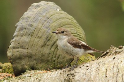 Bonte vliegenvanger - Pied flycatcher -  Ficedula hypoleuca